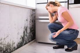 Best Mold Odor Removal Services  in Daniels, WV